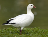 Rosss Goose