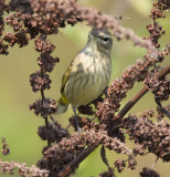 Palm Warbler 3260