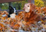 Mollie and Sterling in leaves
