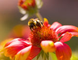 Bee on Gallardia 2