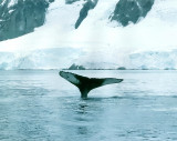 humpback 2