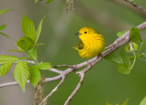 Yellow Warbler