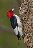 Red-headed Woodpecker 4820