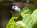 Blue-gray Gnatcatcher 6103