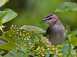 Red-eyed Vireo 6121
