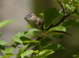 Red-eyed Vireo 6130