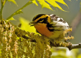 Blackburnian Warbler 6196