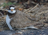 bontbek frontal