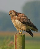 Buizerd 15