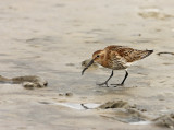 Bonte Strandloper 1