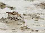 Kleine Strandloper 1