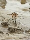 Kleine Strandloper 2