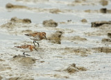 Kleine Strandloper 3