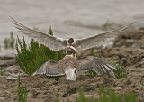 Visdief 2