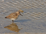 Bonte Strandloper 3
