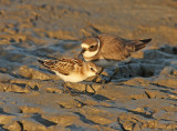 Kleine Strandloper 4