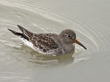 Paarse Strandloper 3