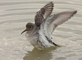 Paarse Strandloper 4
