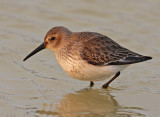 Bonte Strandloper 4
