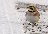 Strandleeuwerik 2