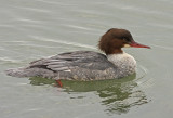 Grote Zaagbek 1