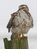 Buizerd 17