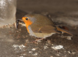 Roodborst 3