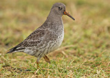 Paarse Strandloper 6