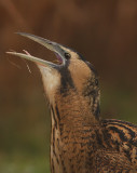 Roerdomp 33