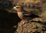 Appelvink 14