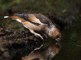 Appelvink 15