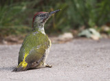 Groene Specht 1