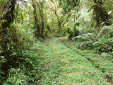 San Isidro Forest Trail