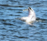 01 - dolphin with fish IMG_2067 for pbase.jpg
