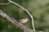 Carolina Wren