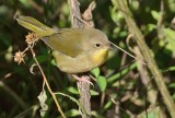 Common Yellowthroat Warbler (Female in Fall Colors)