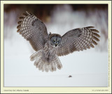 _D3A2008cs8x10.jpg