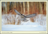 Great Grey Owl, Alberta, Canada