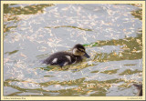 DSC_1217cs.jpg