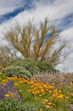 Poppies