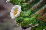 Saguaro flower