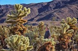 Lost among the cacti