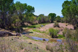 San Pedro Riparian National Conservation Area