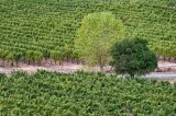 Trees in the Vineyard