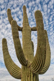 Old Saguaro