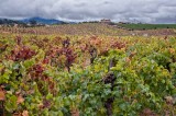 Ridge Winery in October
