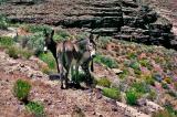 Two wild burros