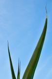 Agave leaves