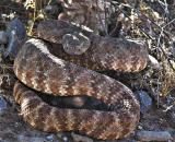 Rattlesnake