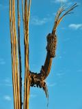 Saguaro ribs